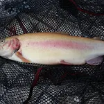 Landgasthaus Zander Ξενοδοχείο 3*