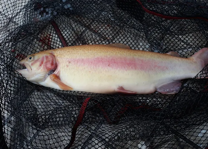 Landgasthaus Zander فندق 3*